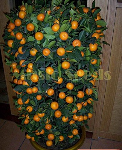 1bag = 50pcs kumquat anaranjado siembra en macetas Balcón Patio Lotes árboles frutales Semillas sabrosos Naranja jugosa para casa y jardín