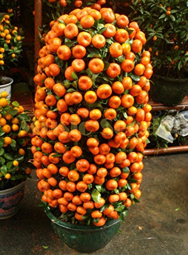 1bag = 50pcs kumquat anaranjado siembra en macetas Balcón Patio Lotes árboles frutales Semillas sabrosos Naranja jugosa para casa y jardín