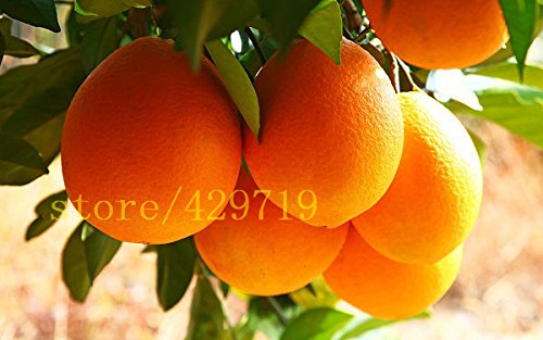 20 piezas bonsai semillas de naranja Mini árboles bonsai en maceta Balcón Patio árboles de frutas kumquat Semillas de transgénicos NO mandarina cítricos