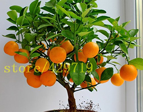 20 piezas bonsai semillas de naranja Mini árboles bonsai en maceta Balcón Patio árboles de frutas kumquat Semillas de transgénicos NO mandarina cítricos