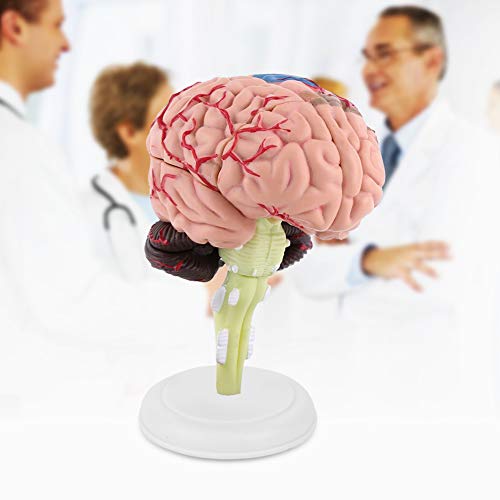 Modelo Anatómico del Cerebro Humano Científico Anatomía Desmontado Herramienta de Enseñanza Médica Cerebro Arterias Laboratorio escolar Modelo de Estudio Equipo