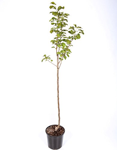 Peral - Maceta 26cm. - Altura aprox. 1'20m. - Planta viva - (Envíos sólo a Península)