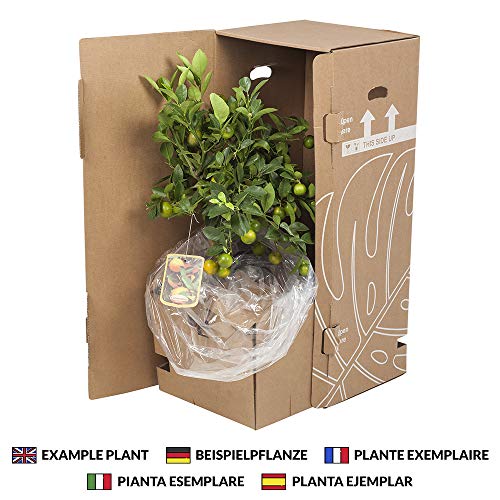 Planta de fruta de Botanicly – Limonero – Altura: 90 cm – Citrus Limon