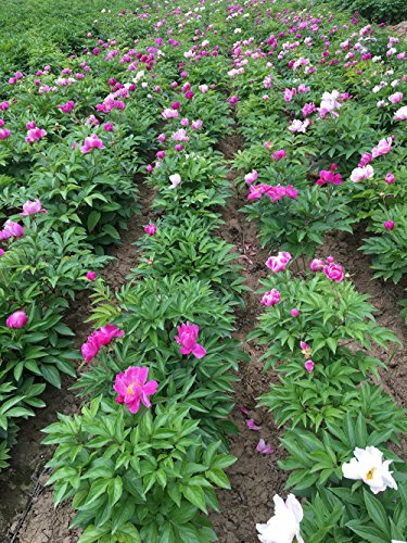 TooGet Bola de Peonía Fragante Paeonia Lactiflora Flores de Peonía Seca Natural al Por Mayor, Grado Superior - 115g