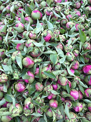 TooGet Bola de Peonía Fragante Paeonia Lactiflora Flores de Peonía Seca Natural al Por Mayor, Grado Superior - 115g