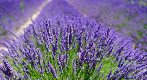 10 saquitos/seca de lavanda con auténtica lavanda francesa - Total 100g Flores de lavanda - de Quertee®