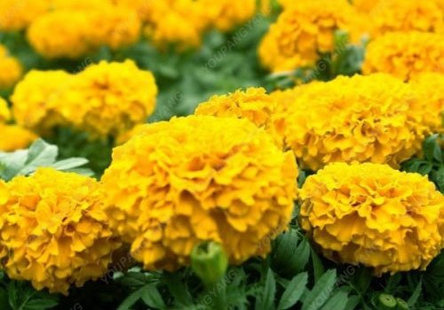 100 piezas mixtas semillas del crisantemo perenne de flores rosa rosa amarillo-naranja de caléndula Semillas de larga duración florecientes