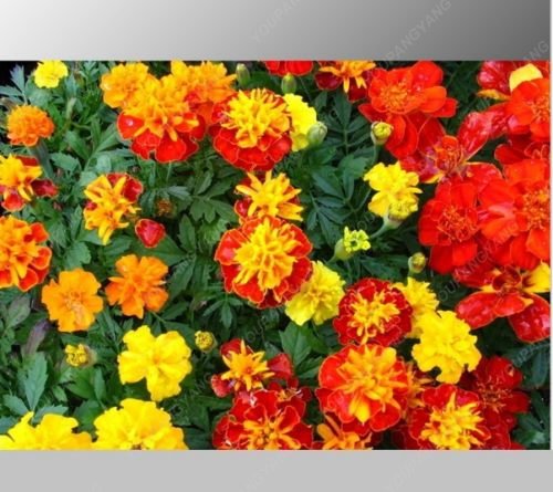 100 piezas mixtas semillas del crisantemo perenne de flores rosa rosa amarillo-naranja de caléndula Semillas de larga duración florecientes