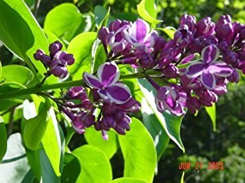 25 FRENCH / OLD FASHIONED LILAC Syringa Vulgaris Flower Shrub Bush Seeds by Seedville