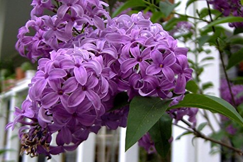 25 FRENCH / OLD FASHIONED LILAC Syringa Vulgaris Flower Shrub Bush Seeds by Seedville