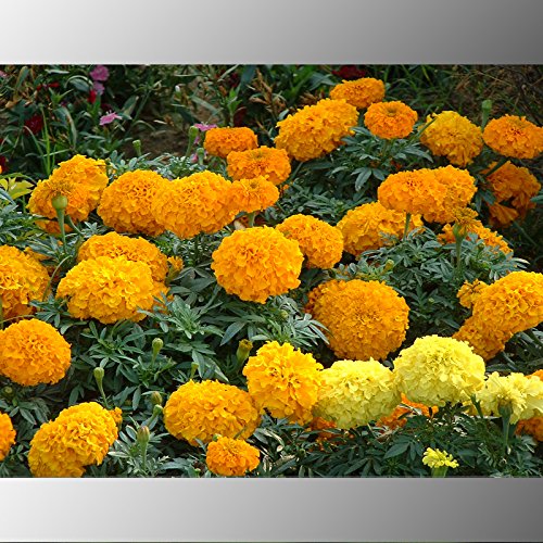 Crisantemo (200 *) * Ambizu mezclaron las semillas del crisantemo perenne de flores semillas color de rosa color de rosa amarillo-naranja de caléndula larga duración Flores florecientes 200 semillas