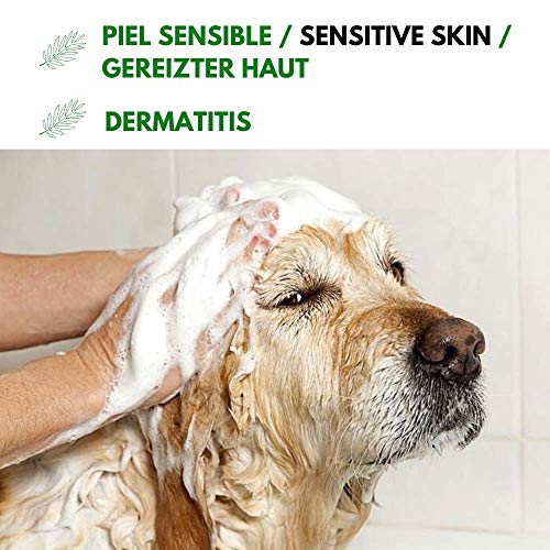 Disane Champú Para Perros Natural con Aloe Vera | 250ml | Mascotas Pieles Sensibles y Atópicas, con Heridas, Dermatitis o Eccemas | accesorios para perro | Sin clorhexidina