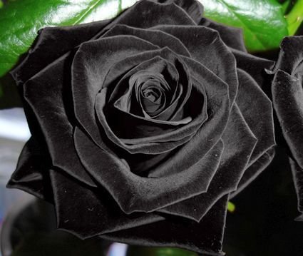 Exotic Plants Rosa Negro - 10 Semillas