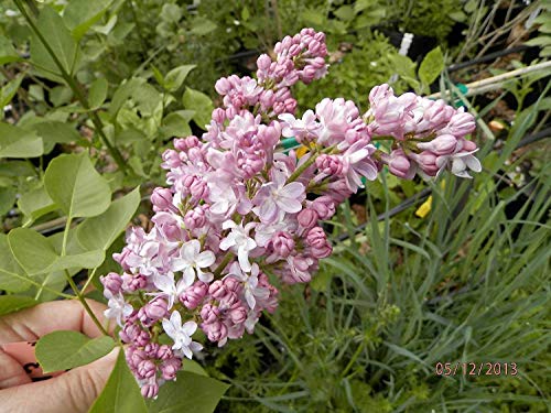 Fragantes franceses lila, Syringa vulgaris, 30 semillas