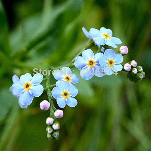 Maceta de flores Myosotis sylvatica semillas, nomeolvides semillas, lavanda de mar, a unos 50 partículas