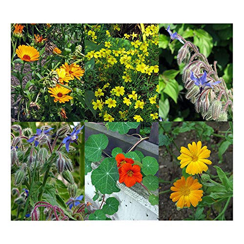 Magic Garden Seeds Flores comestibles (Orgánicas) - Semillas-Set de Regalo con 4 variedades aromáticas y Hermosas