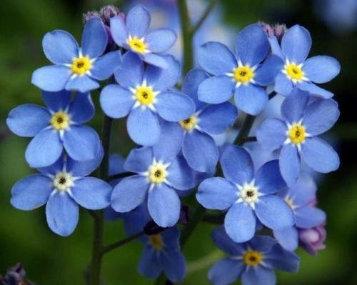 No me olvides semilla, Myosotis sylvatica, azul Flores, Semillas de Herencia Flor, 75ct