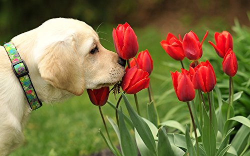 Perro Huele Tulipanes Niños Puzzle Adultos Madera Ocio Toys Clásico Jigsaw Puzzle 500 Piezas Juego Regalo