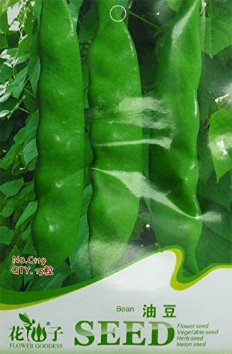 ScoutSeed Paquete original 15 semillas de frijol de aceite Phaseolus Cyperus C119