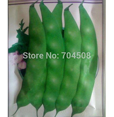 Semilla FD1397 aceite de semilla de Phaseolus Cyperus verde sanos Vehículos ~ 1 paquete 15 Semillas