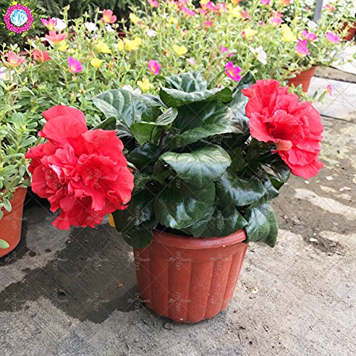 100PCS gigantes semillas de hibisco doble pétalos semillas de hibisco azul Bonsai semillas de flores raras planta de interior perenne para el jardín de 6