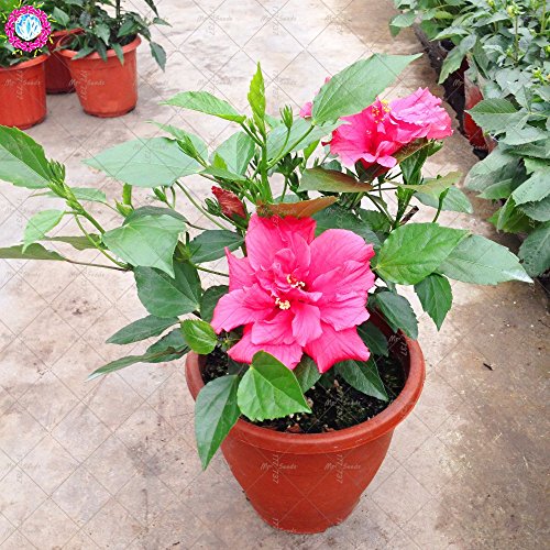 100PCS gigantes semillas de hibisco doble pétalos semillas de hibisco azul Bonsai semillas de flores raras planta de interior perenne para el jardín de 6