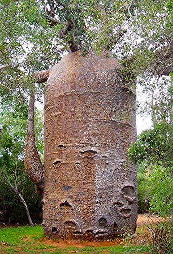 Adansonia digitata, Baobab, Dead-Rat Tree, Monkey-Bread Tree, 5 semillas