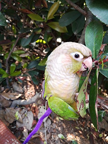 Arnés y correa ajustable Beauty Parrot antipicotazos para loro gris africano, cacatúa, guacamayo, paloma torcaz, cotorra