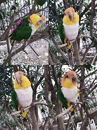 Arnés y correa ajustable Beauty Parrot antipicotazos para loro gris africano, cacatúa, guacamayo, paloma torcaz, cotorra