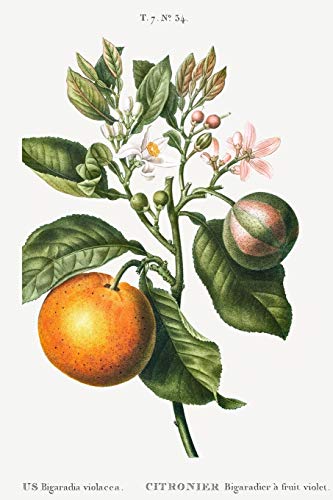 Designer Notizheft: liniert mit Motiv "Bitterorange (Citrus Bigaradia violacea)" von Pierre-Joseph Redouté, Notebook, Schreibheft etwa A5 (15,3 x 22,9 ... stilvolle Geschenkidee für Gartenliebhaber