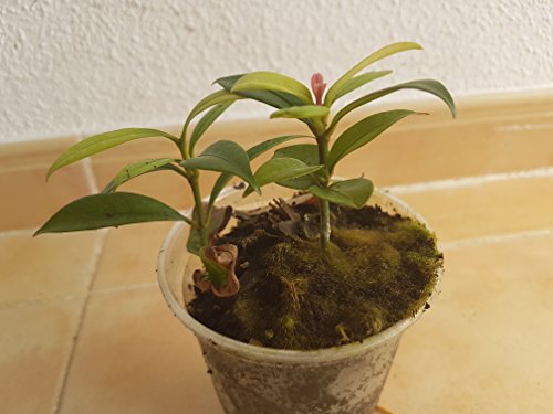 Mangostan, Purple mangosteen, Garcinia mangostana, mangosteen plant, planta de mangostan, Rare tropical plant