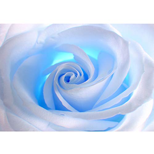 Papel Pintado Rosa Blanca Luz Azul - Fotomurales Flores XXL 256 x 366 cm