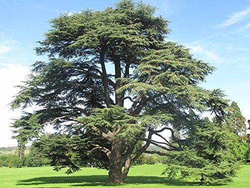 SAFLAX - Cedro azul del Atlas - 20 semillas - Cedrus atlantica