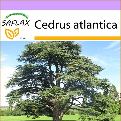 SAFLAX - Cedro azul del Atlas - 20 semillas - Cedrus atlantica