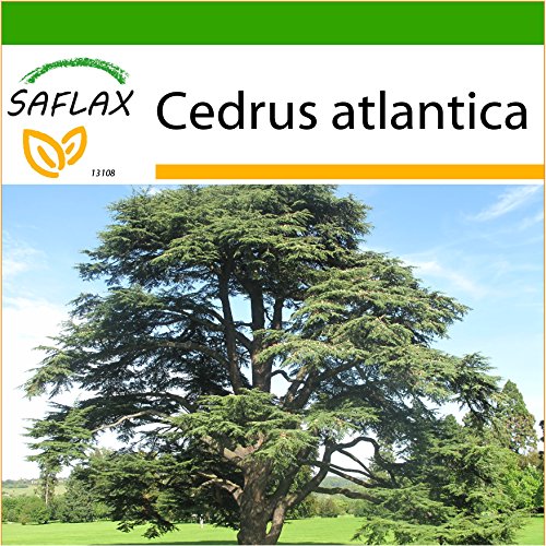 SAFLAX - Cedro azul del Atlas - 20 semillas - Con sustrato estéril para cultivo - Cedrus atlantica