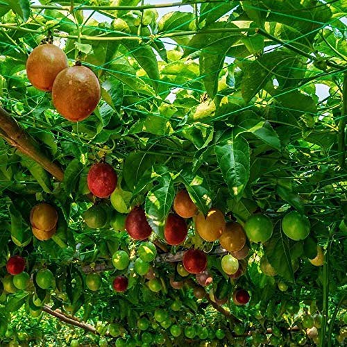 Semillas de maracuyá 20 piezas de zarigüeya roja Pasiflora Edulis planta viva para el hogar/jardín/exterior/patio/plantación agrícola