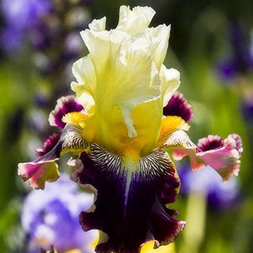 1 Paquete Iris Germanica Semillas Flor de sangrado Plantas Pequeñas para Balcón Jardín Sala de estar Supervivencia fuerte