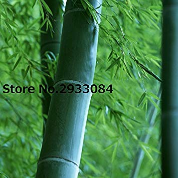 100seeds Giant Wholesale - Huge Phyllostachys pubescens moso bamboo seeds, produce edible shoot 100% real