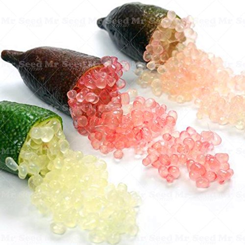 50pcs de frutas tropicales Semillas Semillas Finger Limes cítricos para Semillas Jardín Balcón plantas raras Bonsai fruta de árbol fruta Sabor Especial 1