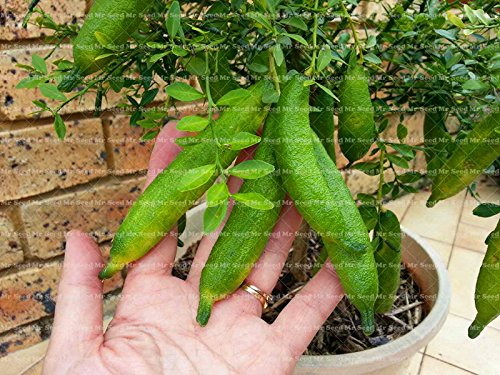50pcs de frutas tropicales Semillas Semillas Finger Limes cítricos para Semillas Jardín Balcón plantas raras Bonsai fruta de árbol fruta Sabor Especial 1