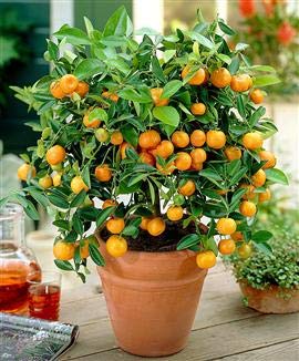 CALAMONDIN ENANO | CITROFORTUNELLA MICROCARPA | CÍTRICO ENANO | 40cm de altura (Envíos solo a Península)