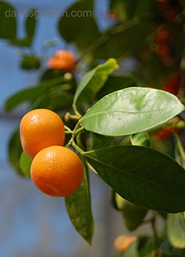 CALAMONDIN ENANO | CITROFORTUNELLA MICROCARPA | CÍTRICO ENANO | 40cm de altura (Envíos solo a Península)