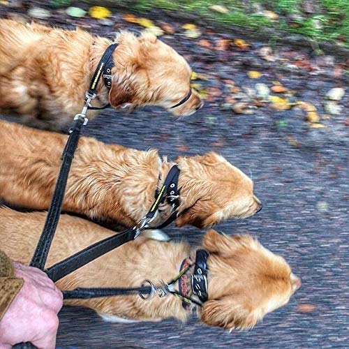 Canny Collar: Collar de Perro Entrenamiento y Collar Antitirones para Perros Grandes o Pequeños, ayuda simple y efectiva con el entrenamiento del perro y evita que los perros tiren de la correa (Negro)