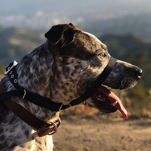 Canny Collar: Collar de Perro Entrenamiento y Collar Antitirones para Perros Grandes o Pequeños, ayuda simple y efectiva con el entrenamiento del perro y evita que los perros tiren de la correa (Negro)