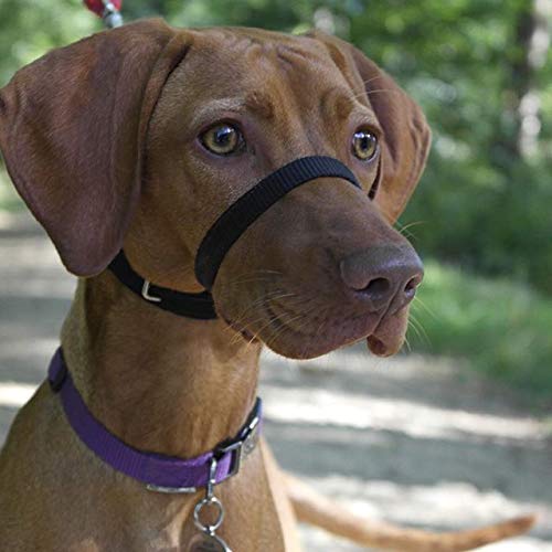 Canny Collar: Collar de Perro Entrenamiento y Collar Antitirones para Perros Grandes o Pequeños, ayuda simple y efectiva con el entrenamiento del perro y evita que los perros tiren de la correa (Negro)