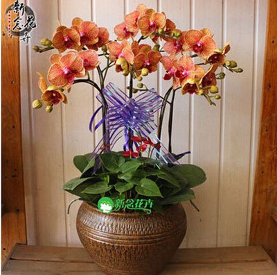 Exóticas semillas de flores de orquídeas Cattleya orquídea mariposa multicolor Bonsai Monoflord mini jardín de plantas fáciles de cultivar 200 PC / bag 14