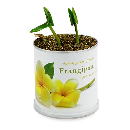 Flores en Caja de Lata Frangipani – Plumier de macfl owers