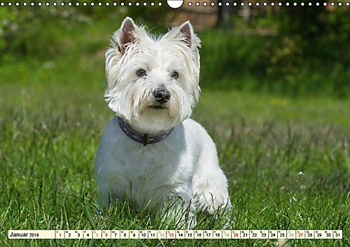 Kobold auf 4 Pfoten - West Highland White Terrier (Wandkalender 2019 DIN A3 quer): West Highland White Terrier begleiten auf bezaubernden Fotos durch das Jahr (Monatskalender, 14 Seiten )
