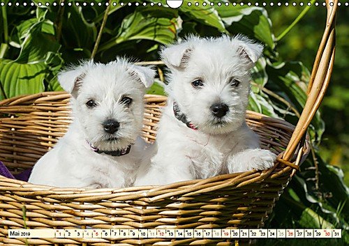 Kobold auf 4 Pfoten - West Highland White Terrier (Wandkalender 2019 DIN A3 quer): West Highland White Terrier begleiten auf bezaubernden Fotos durch das Jahr (Monatskalender, 14 Seiten )