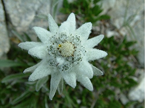 La semilla importada libre de la nave, 40seeds Edelweiss (Leontopodium alpinum) semillas de flores semillas de plantas bonsái jardín de DIY